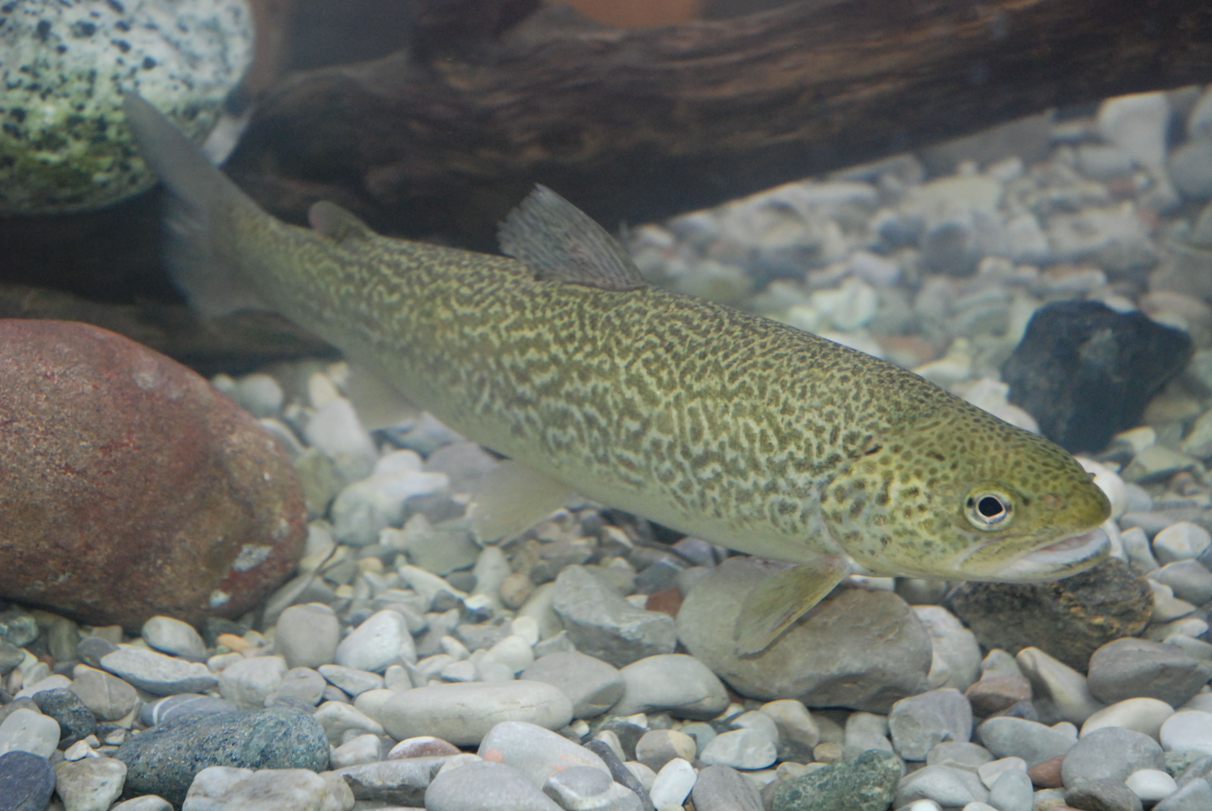 TROTA MARMORATA