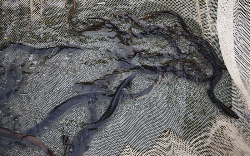 Immagine di anguille catturate in una rete